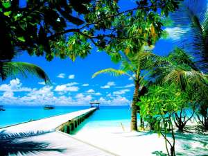 Amazing Coco Palm Wallpaper