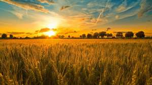 Gold Sunset Wallpaper