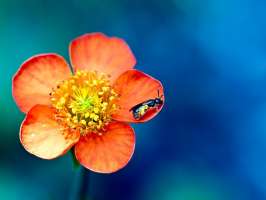 Flower And Bee Wallpaper