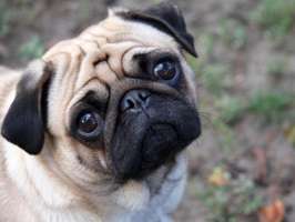 Cute Pug Wallpaper