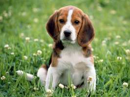 Beagle Playing Wallpaper