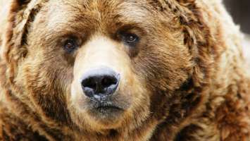 Bear Wallpaper