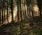 Shaftwoods