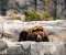 Bear's Life