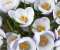 Beautiful spring flowers