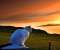 The romantic cat