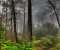 Forest Landscape