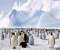 Lots of penguins