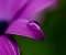 Water drop on purple flower