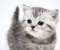 Kitty Kitty