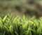 Macro grass