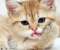 Kitty grimace