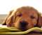Sleepy pupie