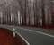 Autumn Road