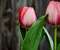 Blooming Tulips