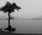 Tree On A Beach