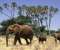 Elephants And Cubs