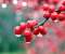 Red Berries