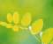 Beautiful Green Leaves