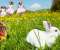 White Easter Rabbit