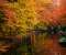 Beauty of Trees