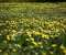 Field Of Dandelions