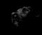 Dog In The Dark
