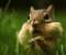 Cute Squirrel