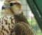 Cute Bird Of Prey