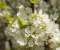 Spring Tree
