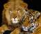 Lion And Tiger