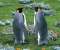 King Penguins, Falkland Island