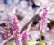 Pink Spring Flowers