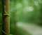 Tree Bokeh