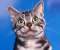 Curious Cat