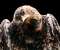 Hawk Study