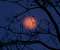April Moon