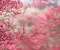 Spring In Pink