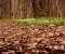 Leaves On The Ground