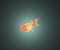 Ranchu Goldfish
