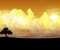 Lonely Tree