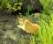 Tabby Cat In Nature