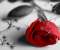 Rose_flower
