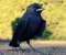 Black Bird