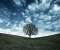 Oak Tree Hill