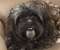 Cute black dog eyes
