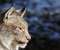 Lynx
