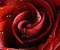 Amazing Red Rose