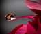 Close up water drop