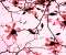 Pink nature